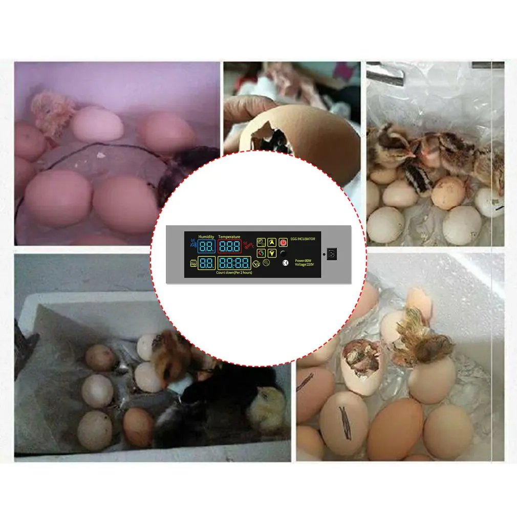 

HTMC-5 Egg Incubator Controller Set DIY Mini Incubator Controller Constant Temperature Eggs Incubation Box Accessories