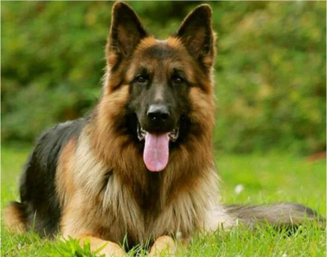 Полная новая Алмазная вышивка 5D Shepherd, алмазная картина для домашних собак, новая вышивка, 3D прекрасная мозаика Hond, бриллиант для фотографий, декор 4Jh49 - Цвет: Lovely Pet dogs