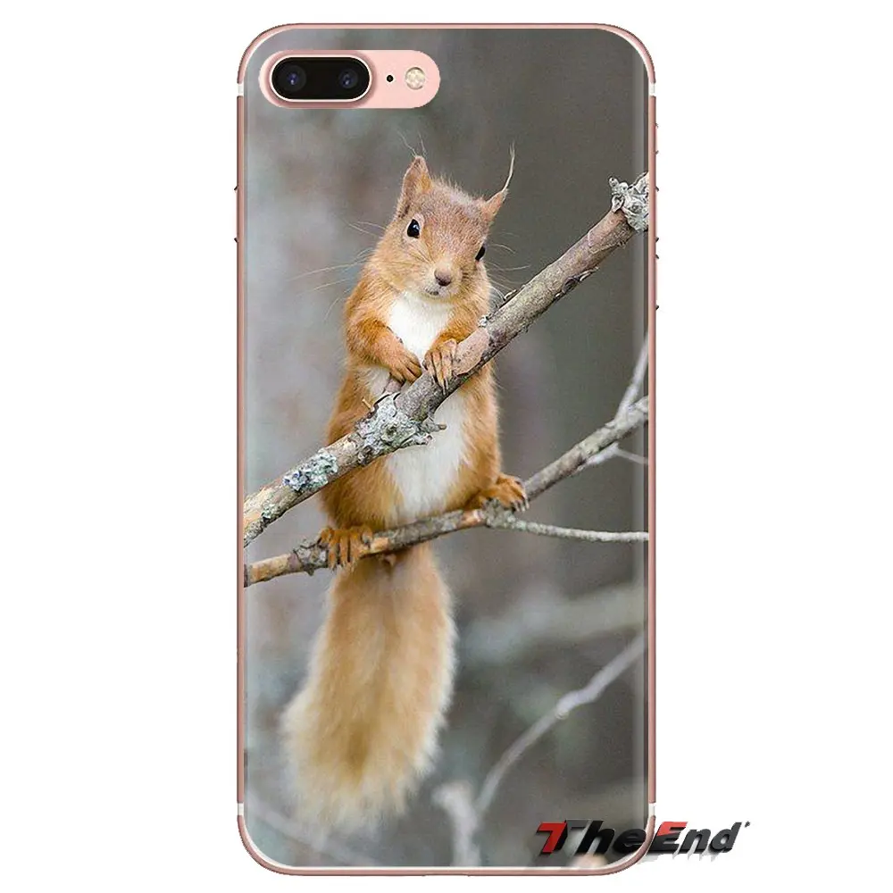 squirrel For LG G3 G4 Mini G5 G6 G7 Q6 Q7 Q8 Q9 V10 V20 V30 X Power 2 3 K10 K4 K8 2017 Soft Transparent Shell Covers |