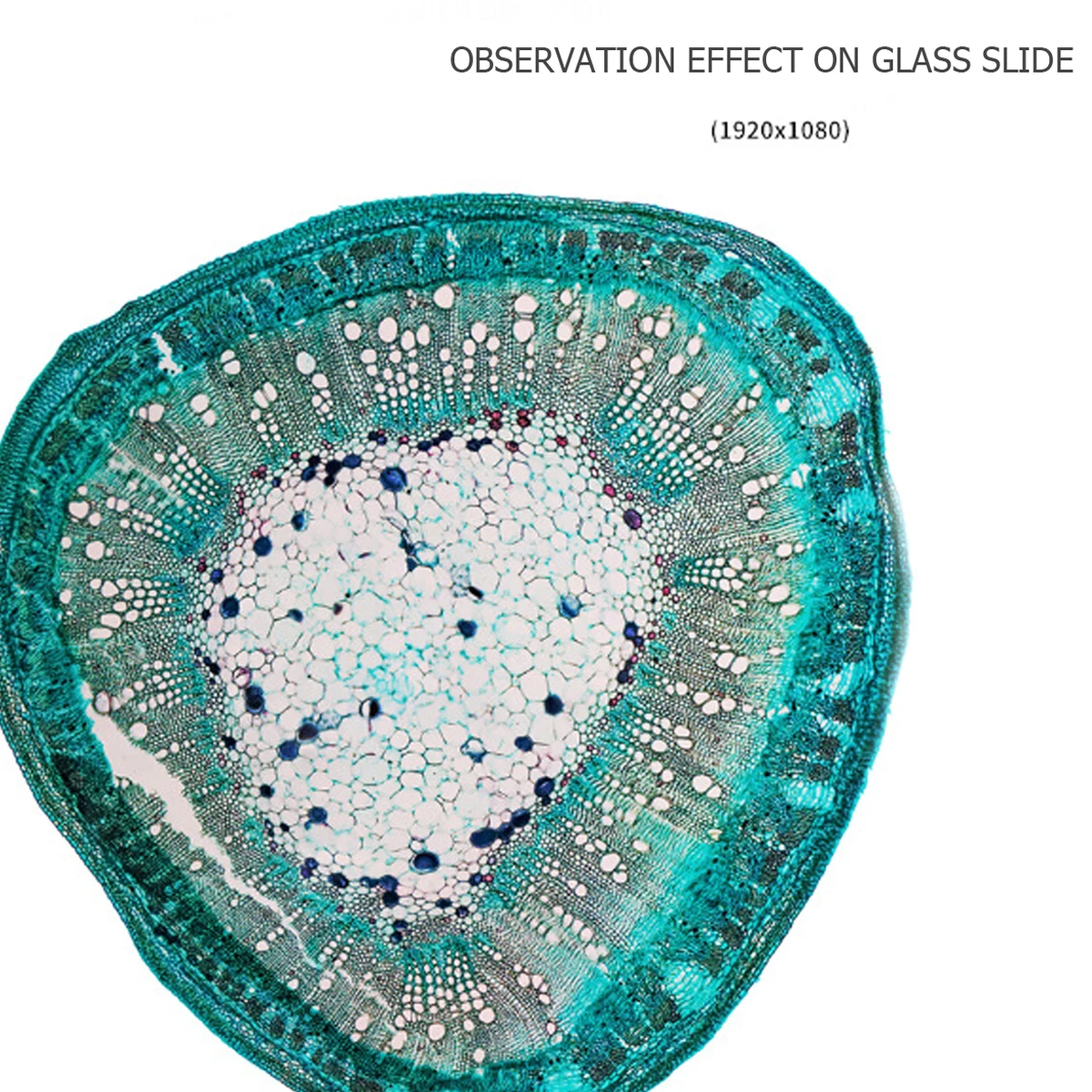 Цифровой микроскоп HD 2 миллиона пикселей схема увеличения 50 ~ 1000 раз/проверка