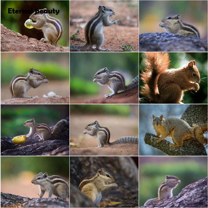 

5D Diamond Painting Squirrel Cartoon Animal Diamond Embroidery Cross Stitch Kits Pictures of Rhinestones Diamond Mosaic Artwork