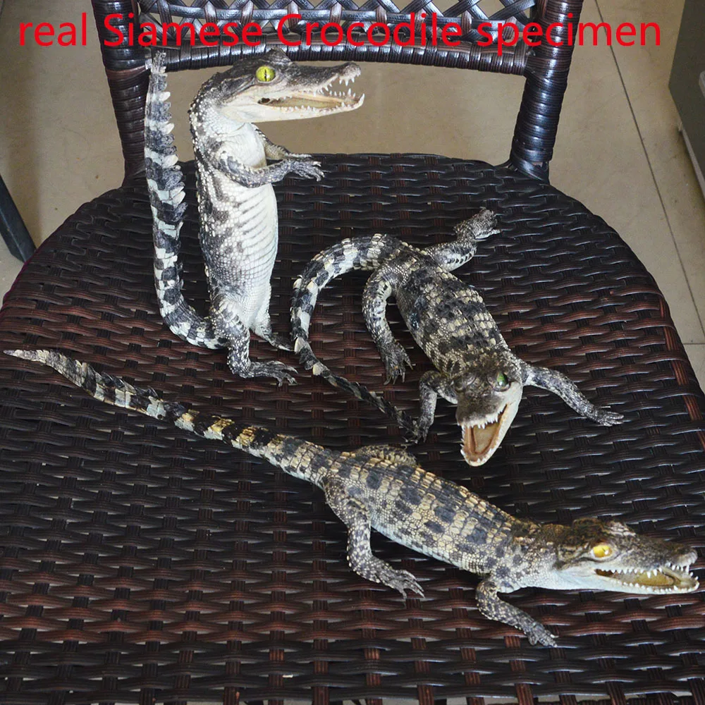 

Реалистичные маленькие украшения для сборки животных Taxidermy, 1 шт.