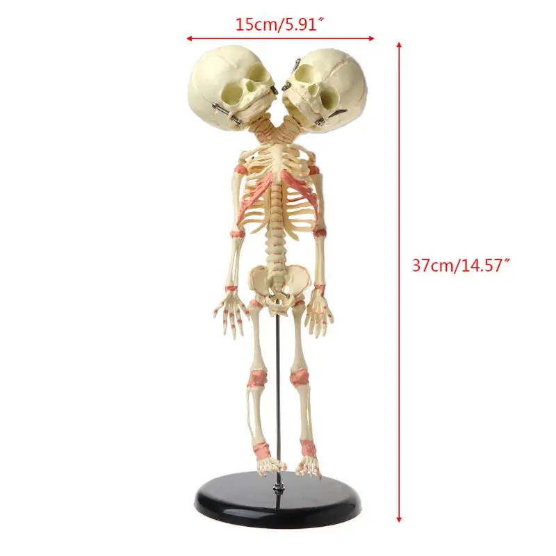 

37cm Human Double Head Baby Skull Skeleton Anatomy Brain Display Study Teaching Anatomical Model L29K