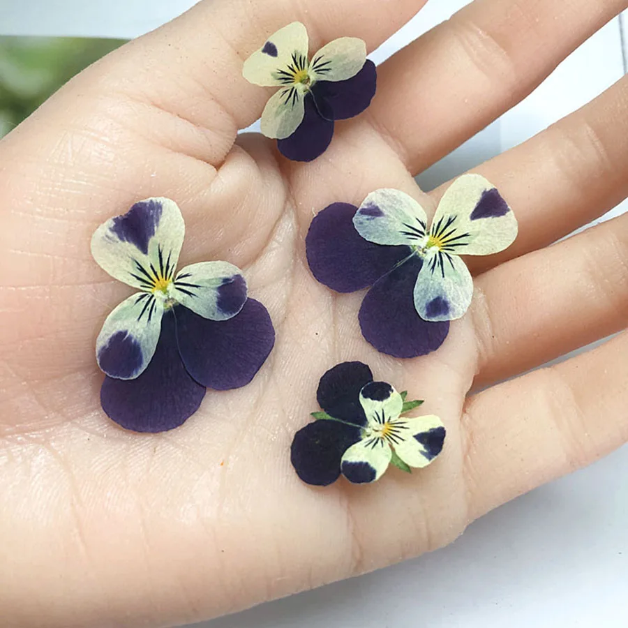 120 шт. прессованный высушенный анютины глазки Corydalis Suaveolens Hance цветочных растений