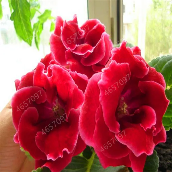 200 шт. искусственная глосиния | Дом и сад