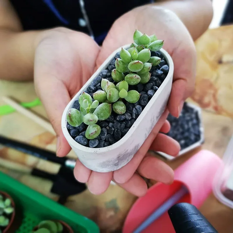 Мини-цветочный горшок для суккулентных растений формы бетонных контейнеров