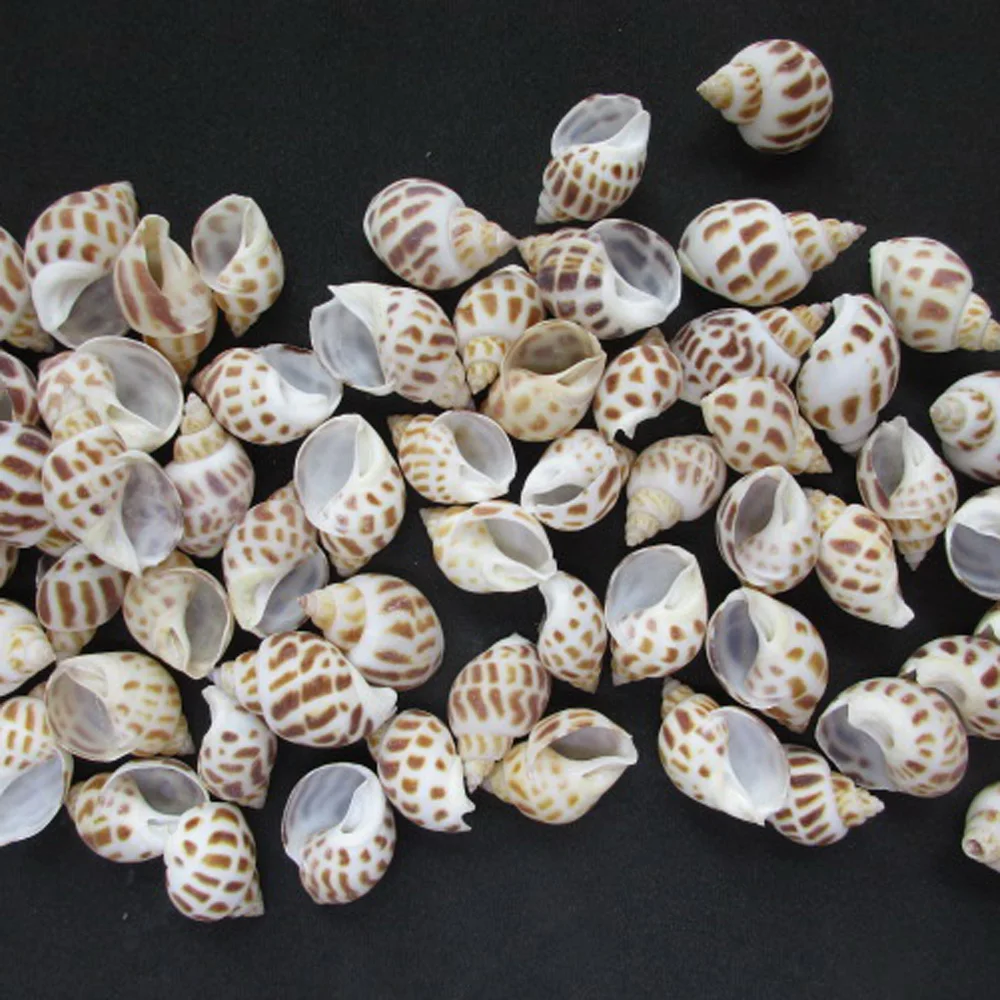 Цветок для крестообразных 2 5-4 см является допустимой природный раковины