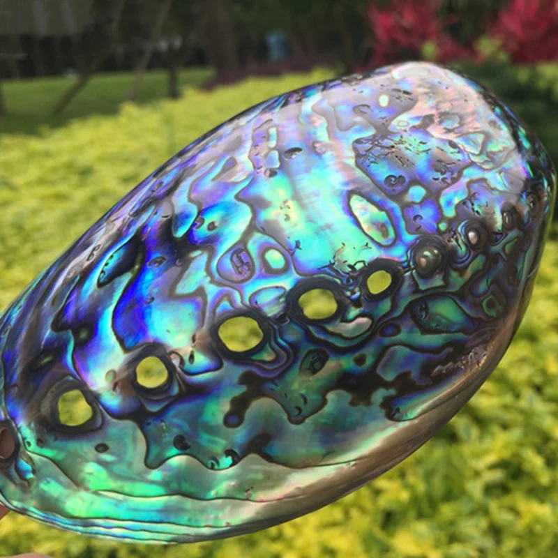 

AAAK -Blue Abalone Shell Natural Craft Conch Home Decoration Aquarium Landscaping Wedding Landscape Decoration