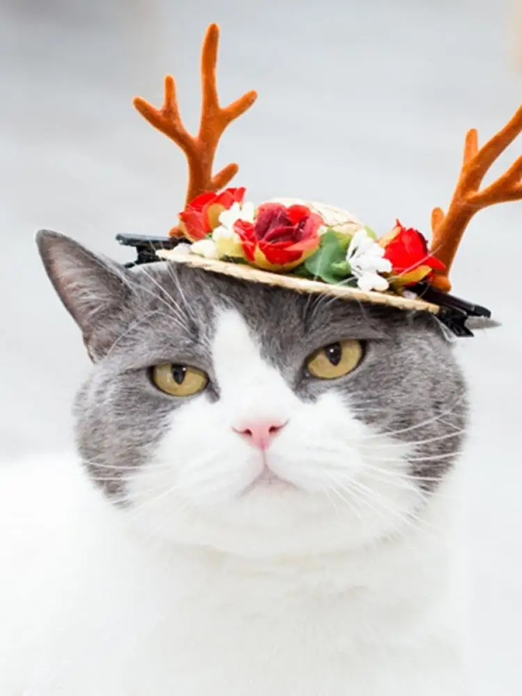 2021 ПЭТ ремень соломенная шляпа Милая собачка кошка шляпа-сомбреро Pet