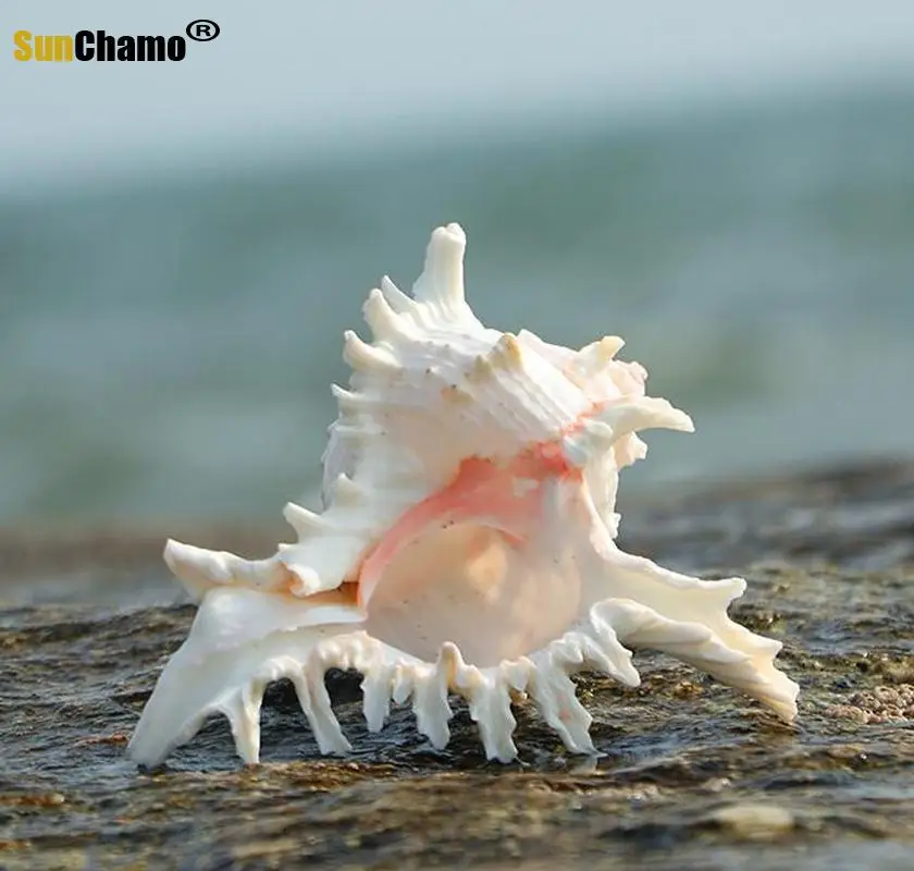 Природная раковина ручная Хризантема улитка украшение для домашнего аквариума
