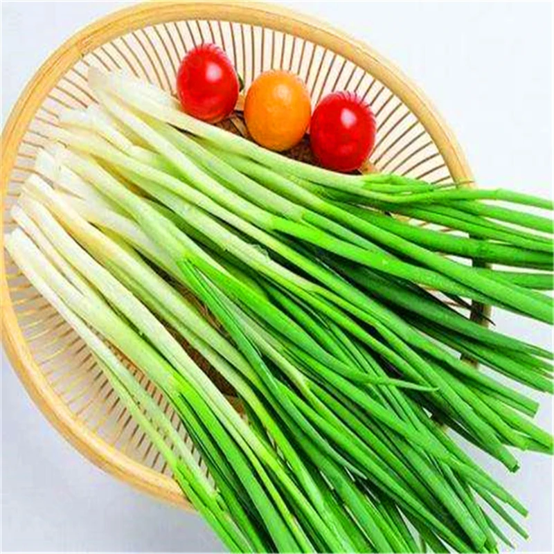 100 шт./лот Chive (Allium ascalonicum) открытый горшечные цветущие растения для дома и сада| |