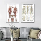 Анатомия человека настенный художественный плакат с принтом 