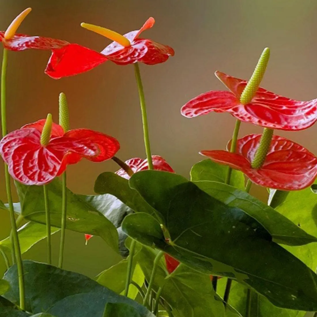 Искусственные зеленые цветы Anthurium искусственные растения для дома балкона офиса