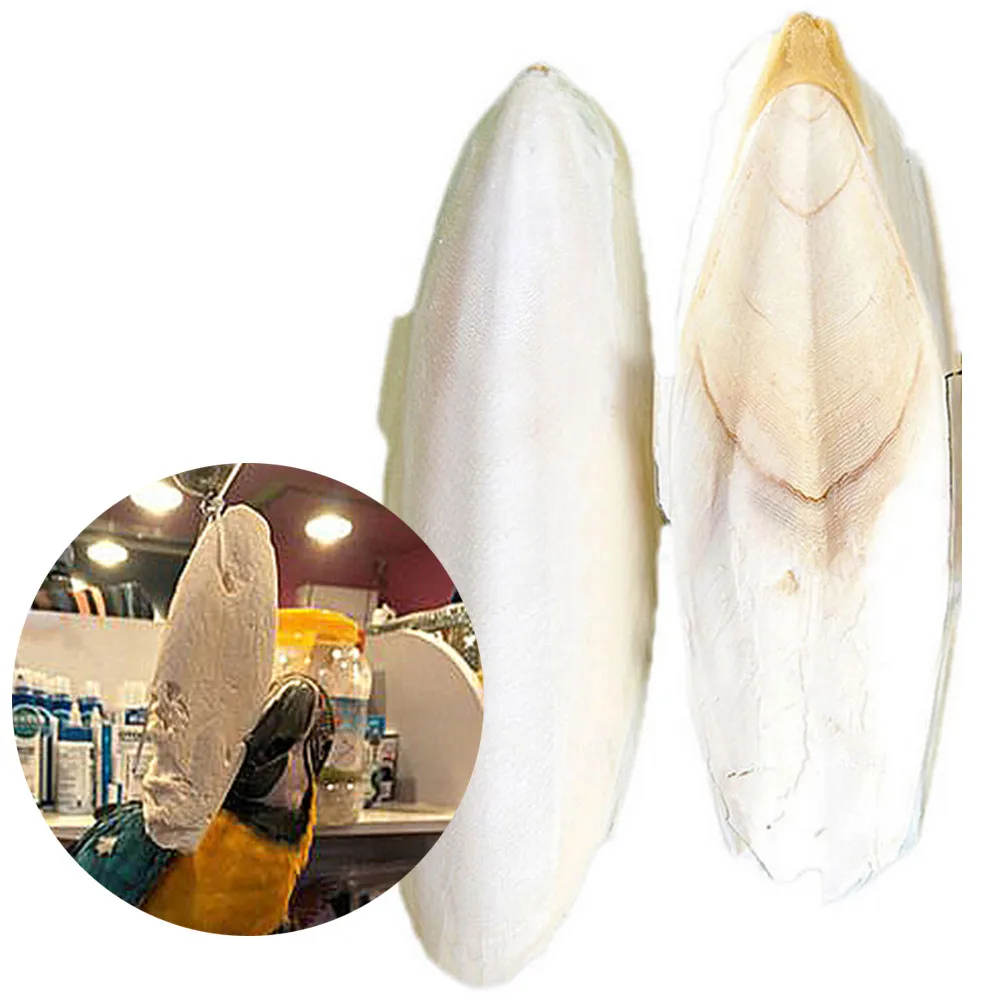 

1 Hot Sale Bag Cuttle Fish Cuttlefish Bone For Pet Reptiles Care Tortoise Birds Calcium Bone Food Cuttlefish Budgie L3R1