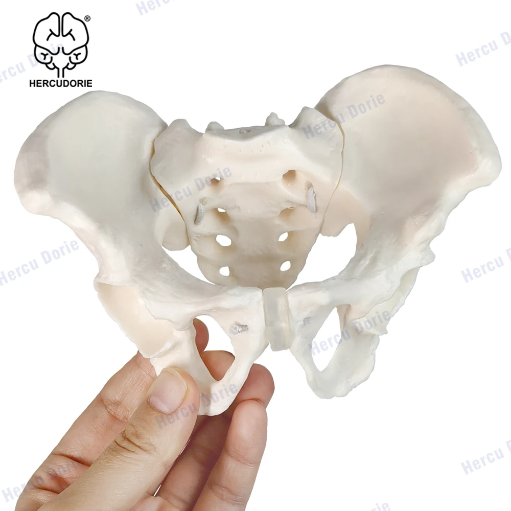 Модель мини-таза модель человеческого скелета размер 1:2 Анатомия человека
