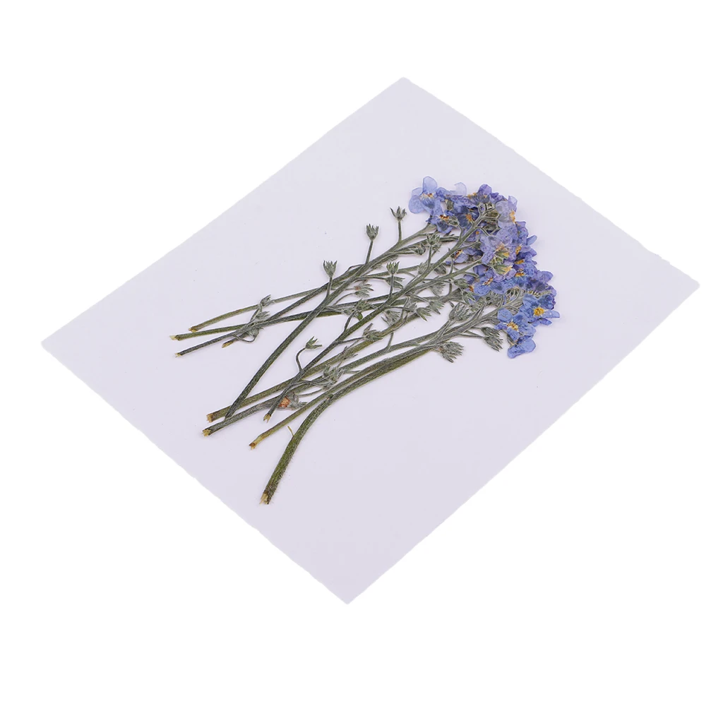 10x прессованные цветы сушеные Forget-me-not Цветочные поделки чехол для телефона