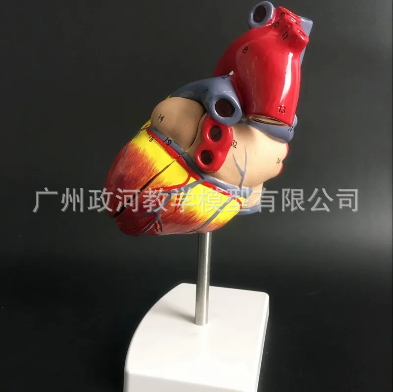 2 части 1:1 человеческое сердце в натуральную величину фотокардиология |