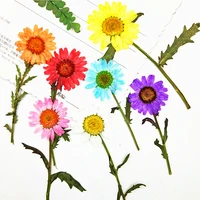 2021 chrysanthemum on stems dried flower crafts specimens for diy decoration 100pcs