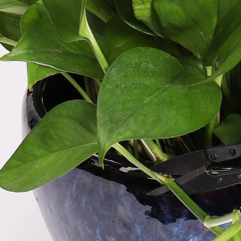 Лидер продаж ножницы для обрезки бонсая U-образные Мини садовые бутонов и листьев