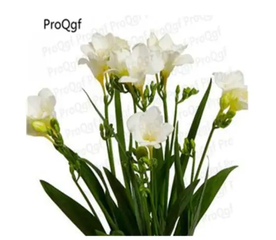 6 Ngryise 20 шт набор Freesia hybrida - Цвет: 6