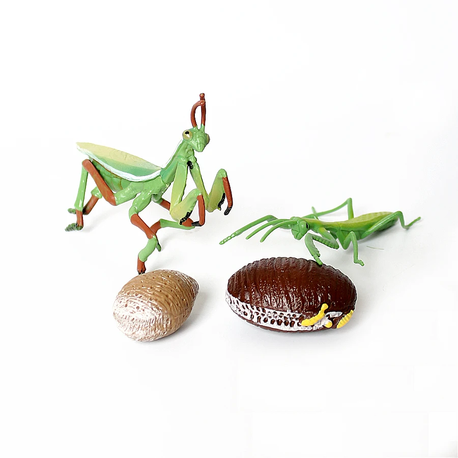 Моделирование дождевых в виде Кузнечика Mantis тщательно прикрепленные на