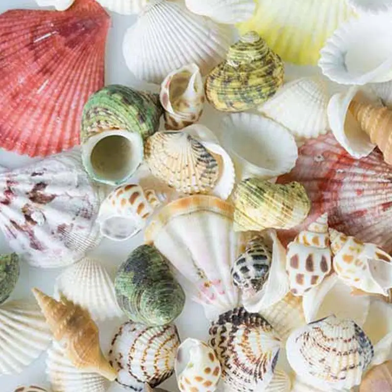 

30pcs/bag Mix Aquarium Beach Nautical Diy Shells Mixed Bulk Approx 100g Sea Shell Home Decoration Accessories Aquarium Decor
