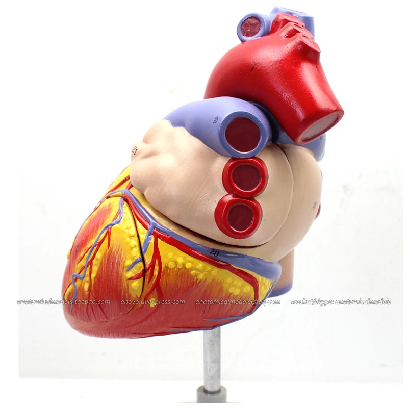 12480/пронумерованные 2x анатомические модели человеческого сердца в натуральную