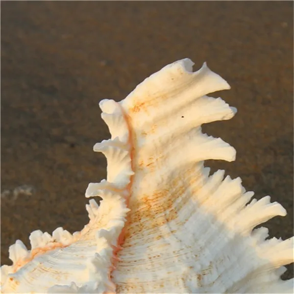 Натуральная раковина домашний украшения на свадьбу день рождения подарок