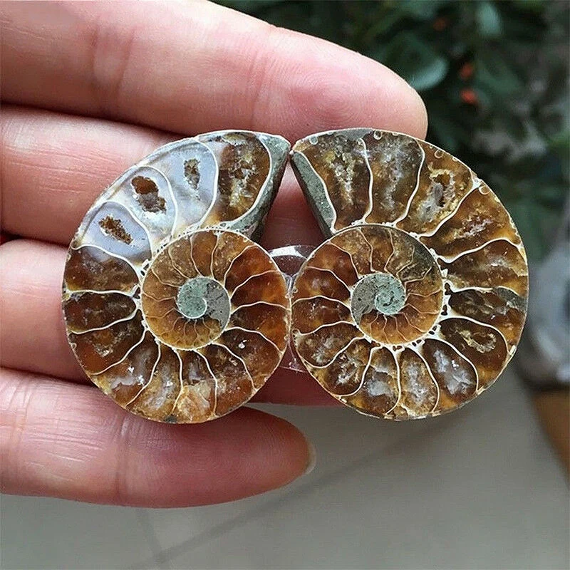 1 Pair Half Cut Natural Ammonite Shell Jurassic Fossil Specimen Madagascar 3-4cm | Дом и сад