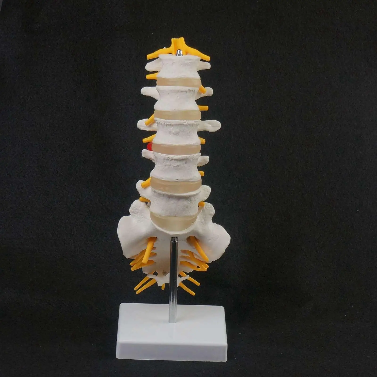 Human Lumbar Spine Caudal Vertebra Structure Intervertebral Disc Joint Model | Канцтовары для офиса и дома