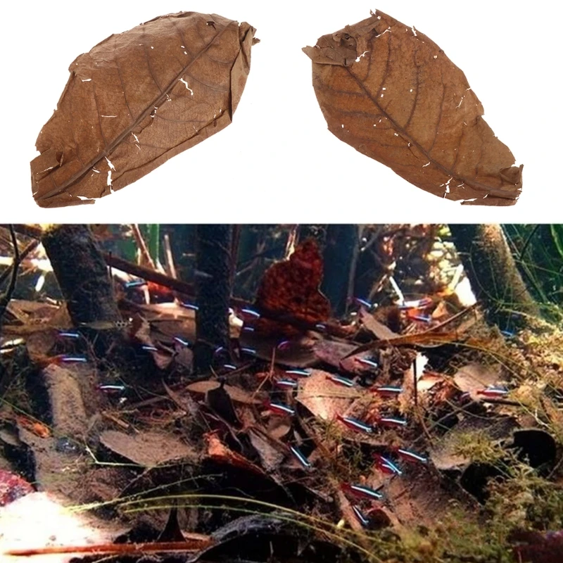 

50pcs high quality New Effective Natural Catappa Leaves Almond Leaf for Fish Cleaning/Treatment Aquarium Tank