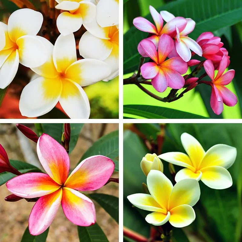 

Full Drill 5D DIY Diamond Painting Plumeria Flowers 3D Diamond Embroidery Blooming Landscape Mosaic Cross stitch Home Decor