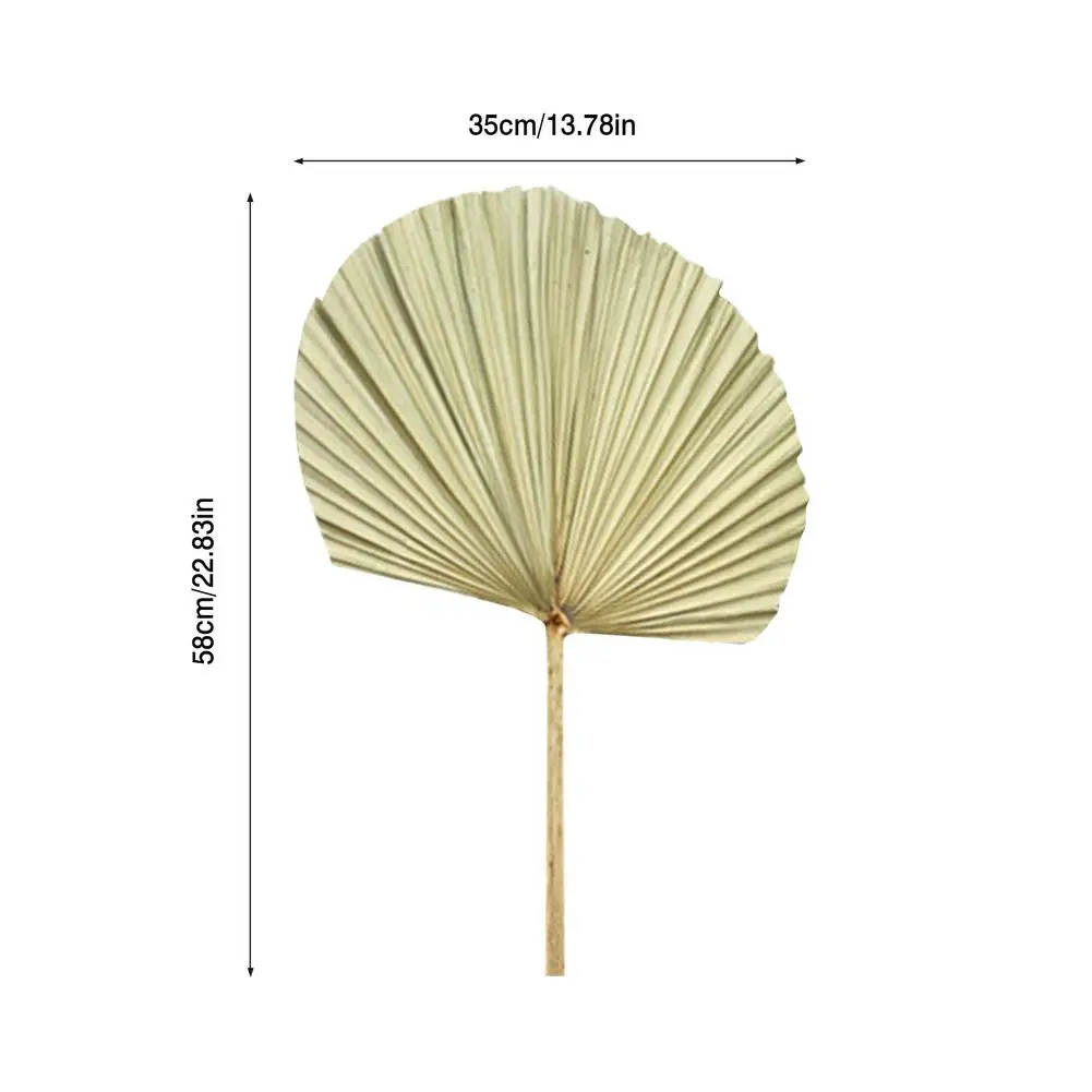 

Dried Palm Leaf Oderless Shop Window Party Wedding DIY Wall Decor