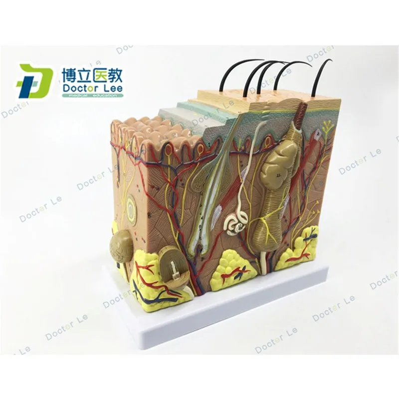 Модель кожи увеличенная анатомическая модель в 50 раз для научных классов