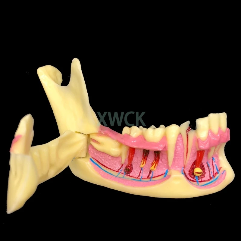 1 шт. модель для обучения стоматологии