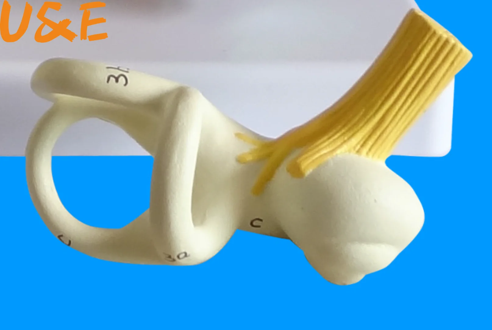 Человеческий ушной полукруглый канал анатомическая модель внутренние уши