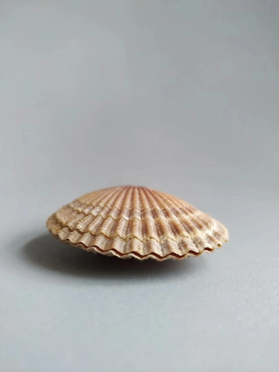 

Natural selection boutique treasures rare collectibles scallops