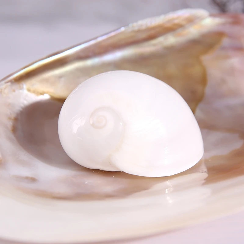 

2pcs natural conch White moon shell natural shell tank xieqiao sea shells starfish