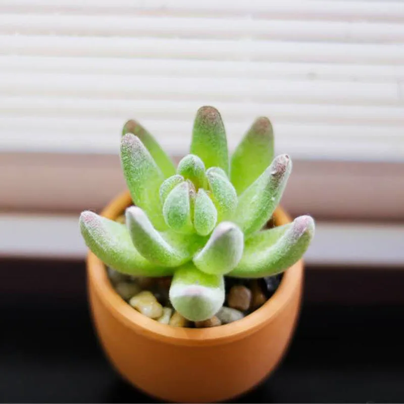 Прямые продажи имитация искусственного растения подоконник для кафе креативное