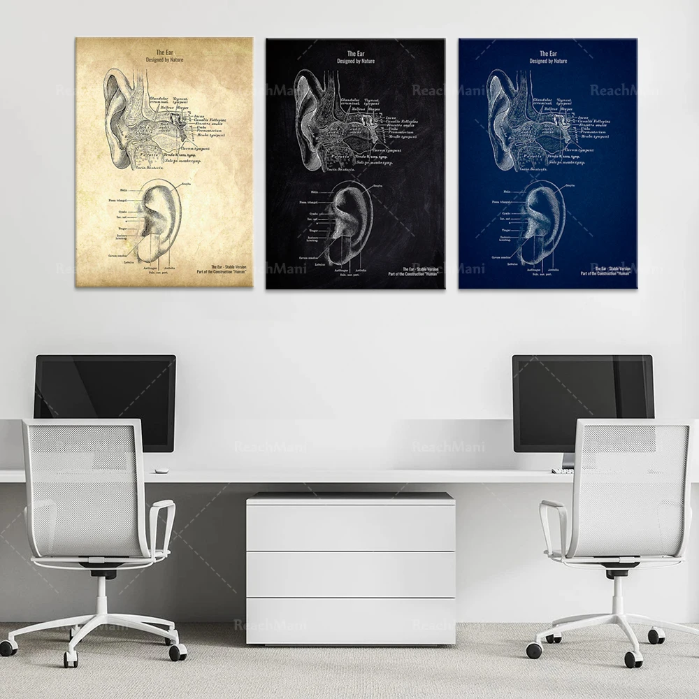 

Ear patent style anatomy poster, doctor gift printing wall decoration