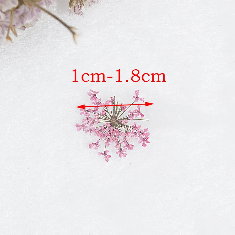13 шт. сушеные цветы Ammi Majus сухие растения для дизайна ногтей эпоксидная смола