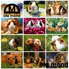 Животные 5D Diy алмазная живопись морская свинка мозаика вышивка крестиком симпатичный питомец Крыса Мышь Алмазная Настенная картина домашний декор плакаты