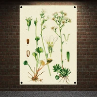 saxifraga granulata aizoon plant paintings on the wall flower posters stickers vintage wall art education decor banners flags