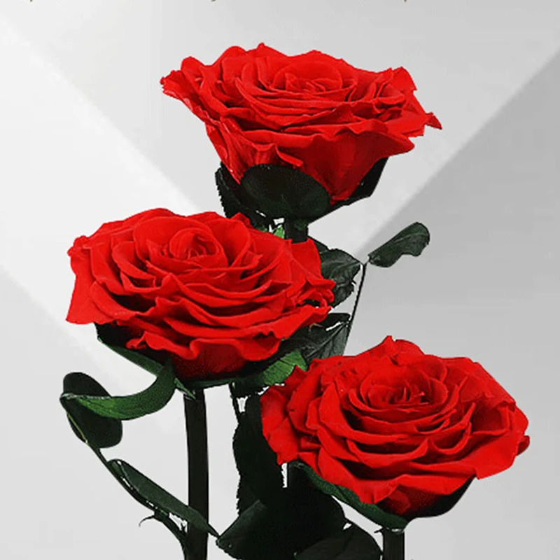 

Eternal Flowers Dried Flowers Preserved Fresh Flower Live Rose Glass e Gift Box Red