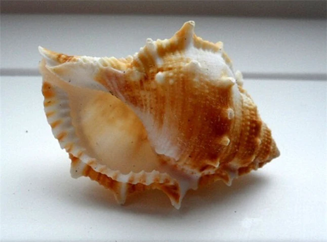 24 шт./лот материал для поделок Натуральные Большие морские раковины большой