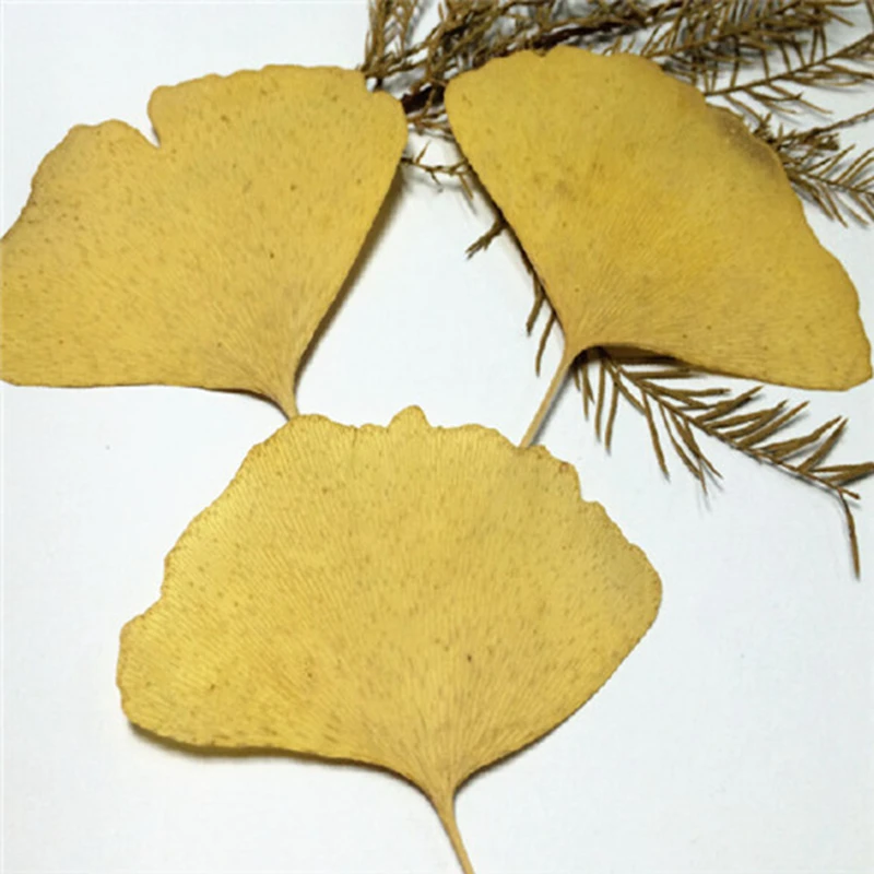 Цветочный образец Ginkgo biloba высушенные цветы из эпоксидной смолы Обучающие