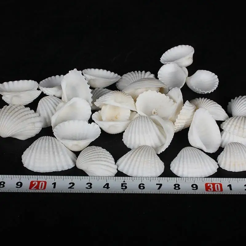 

1 Pack Fish Tank Decor Creative Sea Shell Solid Color Aquarium Ornaments Decorations Natural Sea Shell For Aquarium Accessories