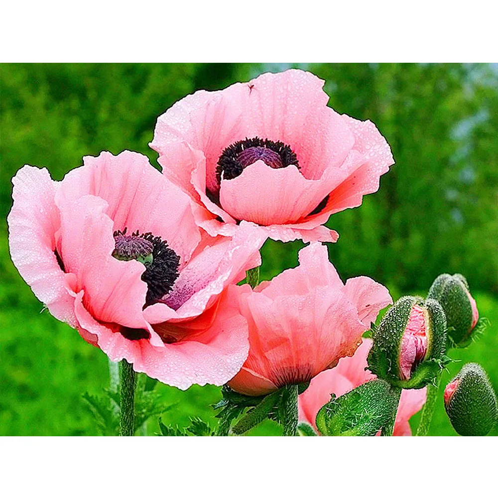 

KAMY YI DIY 5D Square Diamond Embroidery Pink Rose Handmade Round Inlaid Rhinestone Cross Stitch Plant Home Decoration