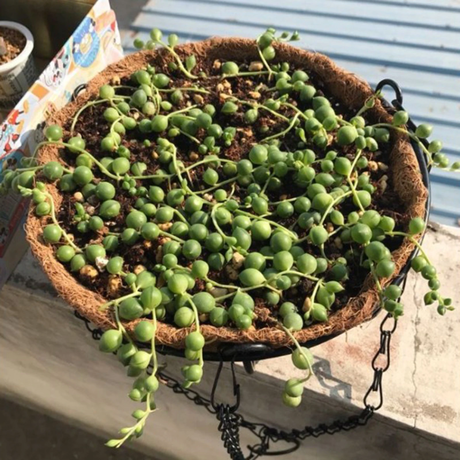 Круглая подвесная корзина из кокосовой шелухи горшок для растений Цветочная