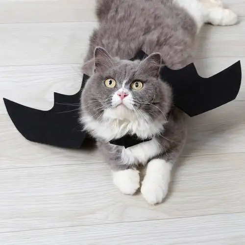 

Pet Products